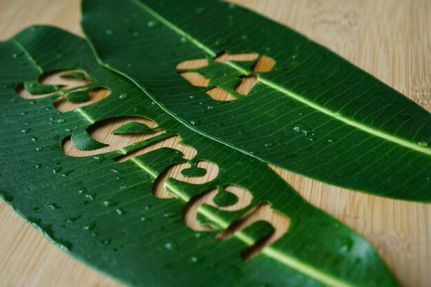 Photo high angle view of leaves on table