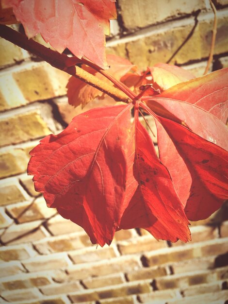 High angle view of leaves on tree against wall during autumn