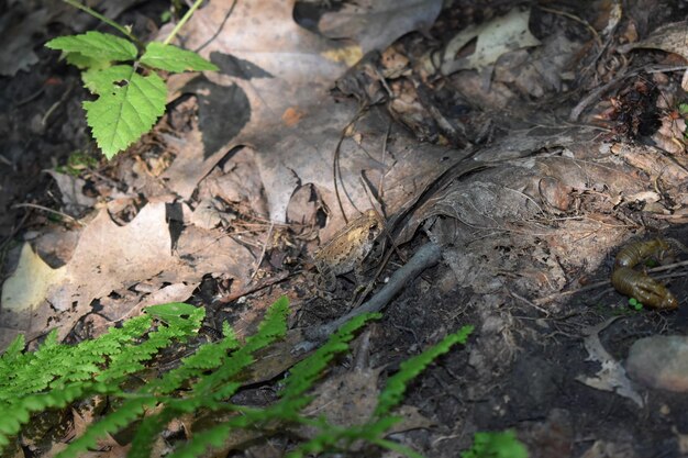 High angle view of leaves on tree trunk