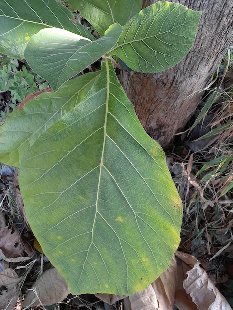 High angle view of leaves on tree trunk