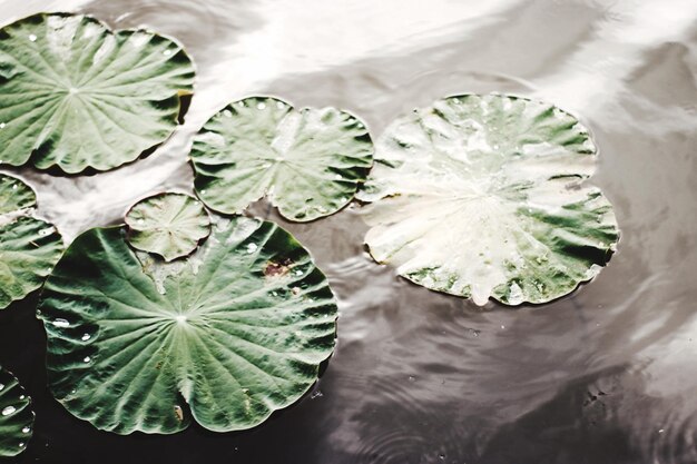 High angle view of leaves in water