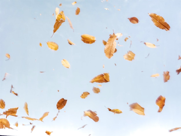 Photo high angle view of leaves in water