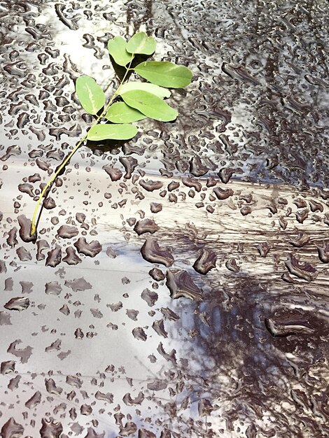 Foto vista ad alto angolo delle foglie su superficie bagnata