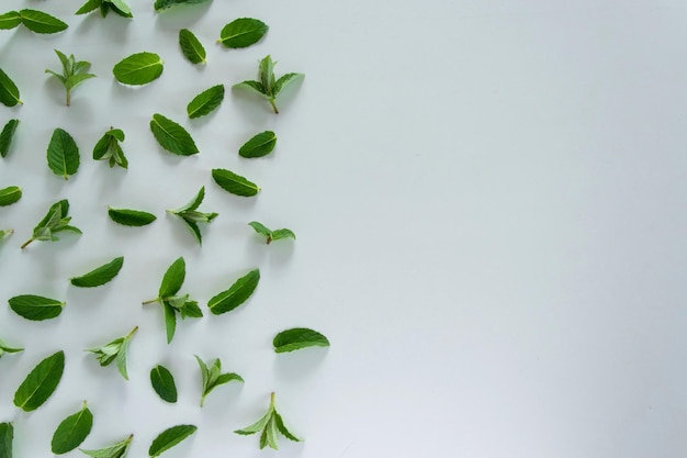 High angle view of leaves on white background