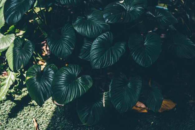 Photo high angle view of leaves