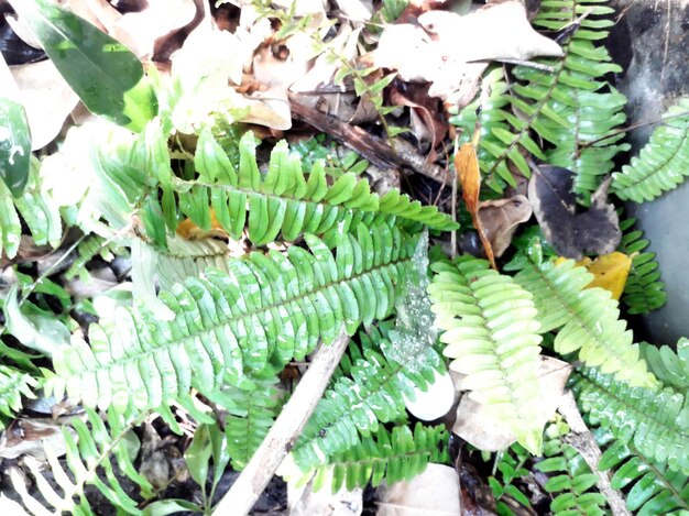 High angle view of leaves