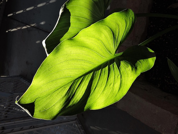 Photo high angle view of leaves