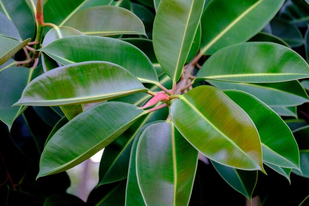 High angle view of leaves