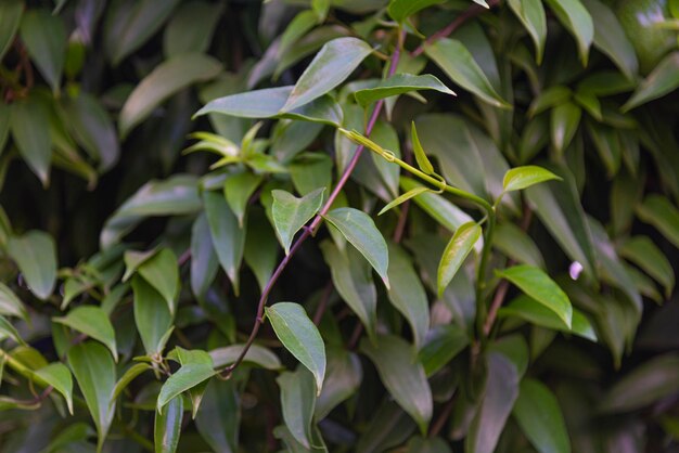 Photo high angle view of leaves