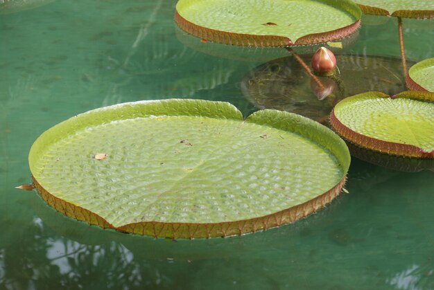 High angle view of lily pads in lake