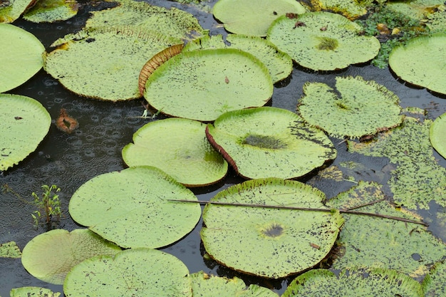 Photo high angle view of lily pads in pond