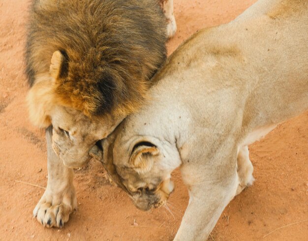 Foto vista ad alta angolazione dei leoni che giocano allo zoo