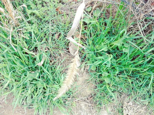 High angle view of lizard on field