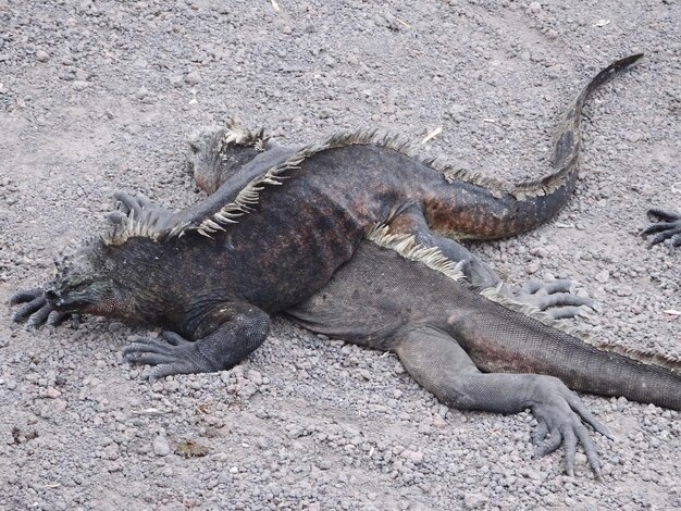 Photo high angle view of lizard on field