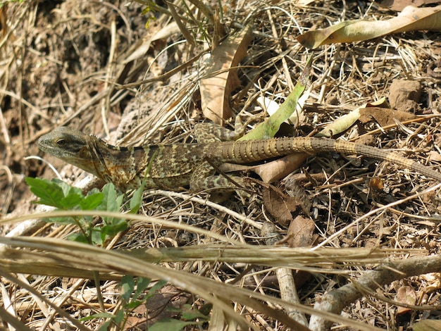 Photo high angle view of lizard on field