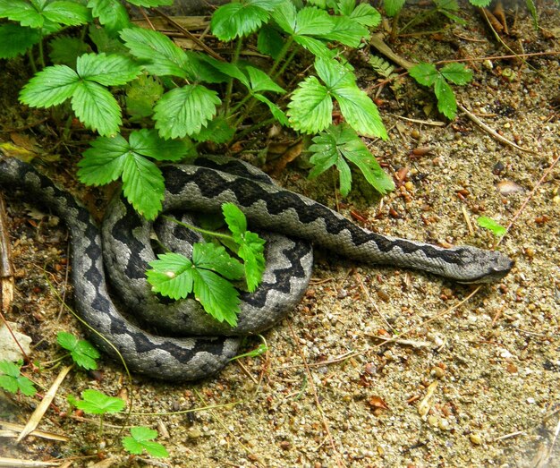 High angle view of lizard on field