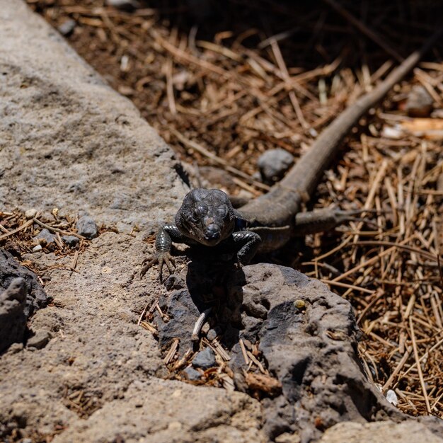 Photo high angle view of lizard on field