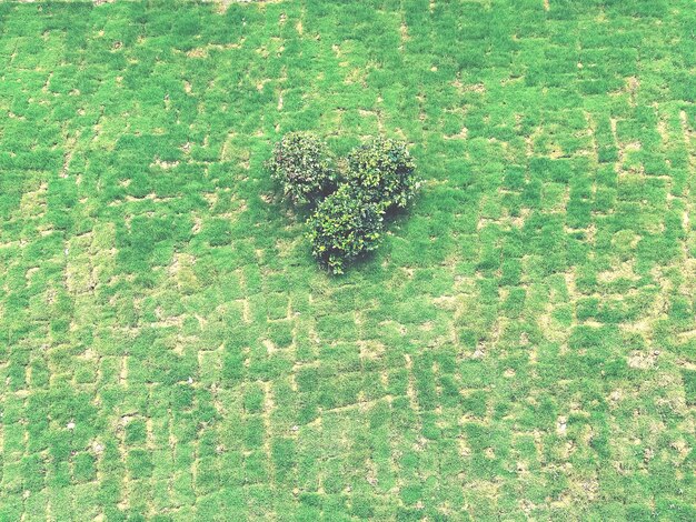 High angle view of lizard on grass