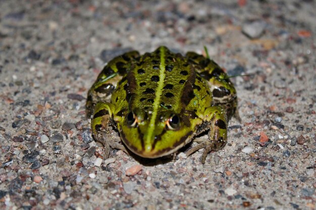 High angle view of lizard on land