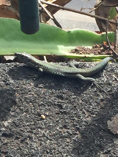 High angle view of lizard on land