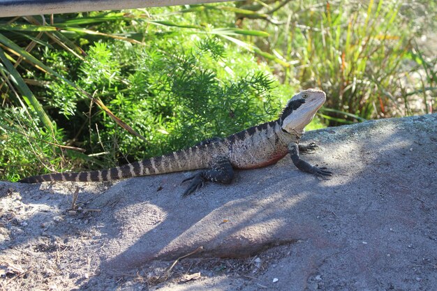 High angle view of lizard on land