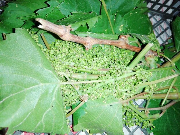 High angle view of lizard on leaves