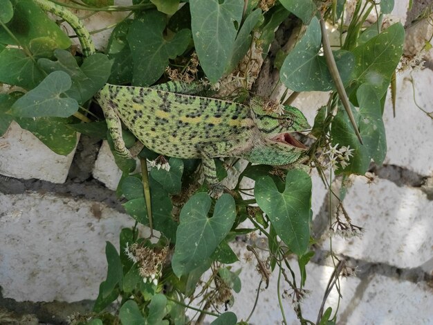 Foto vista ad alto angolo della lucertola sulla pianta