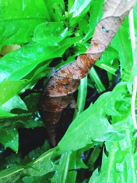 High angle view of lizard on plant