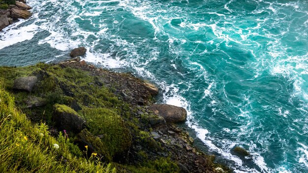 High angle view of lizard on rock in sea