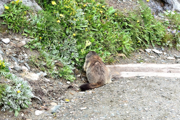 岩の上にあるトカゲの高角度の写真