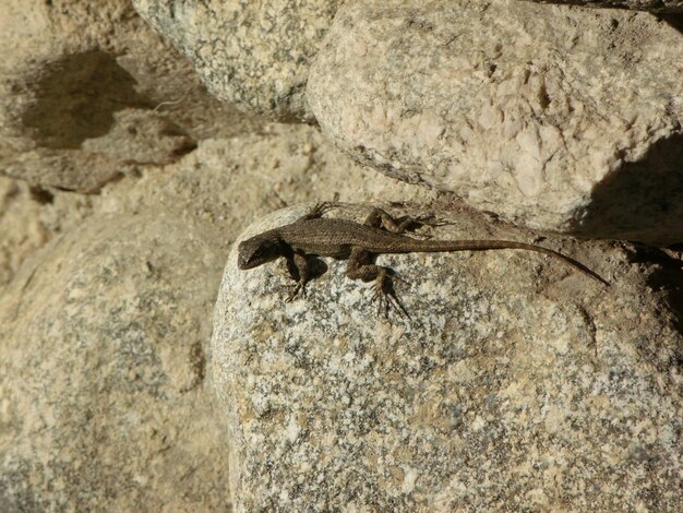 Photo high angle view of lizard on rock