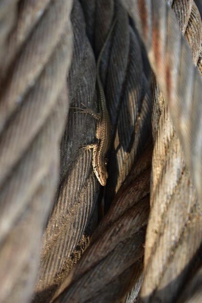 Photo high angle view of lizard on rope