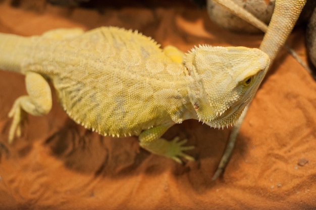 動物園の砂上のトカゲの高角度の眺め