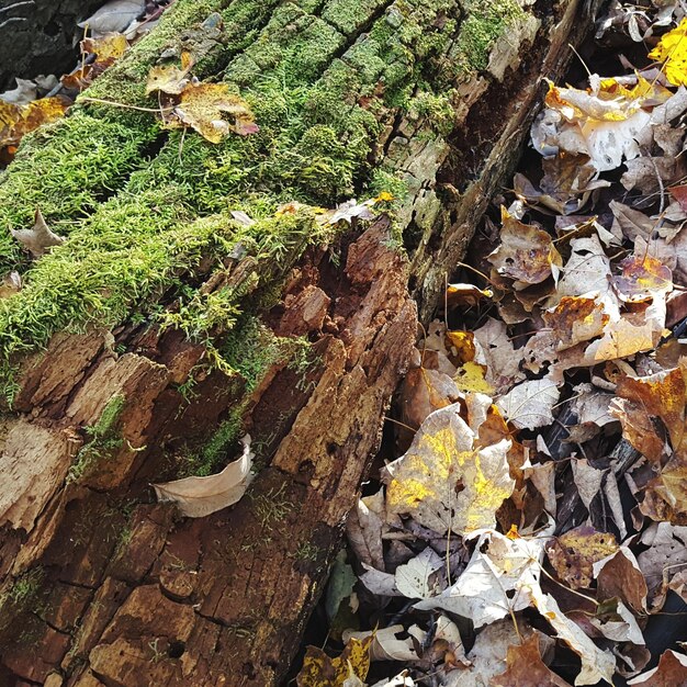 Photo high angle view of lizard on tree during autumn