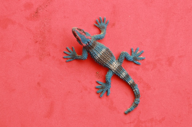 Photo high angle view of lizard on wall