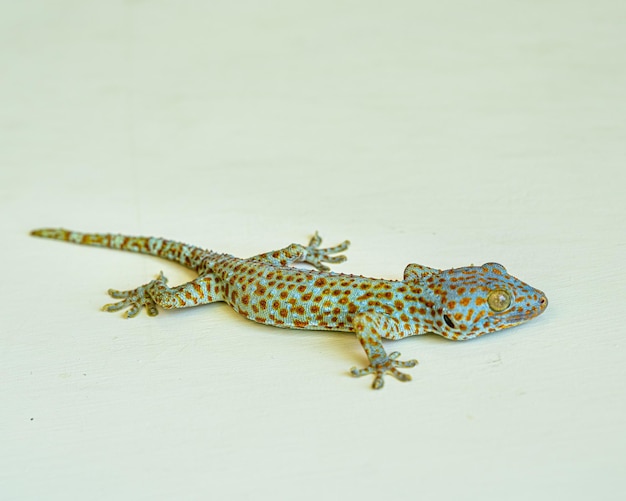 High angle view of lizard on white background