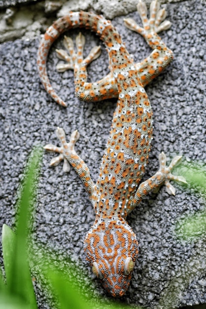 High angle view of lizard