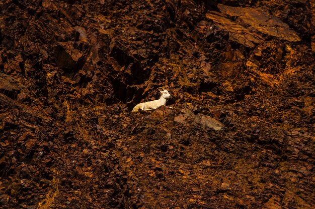 High angle view of lizard