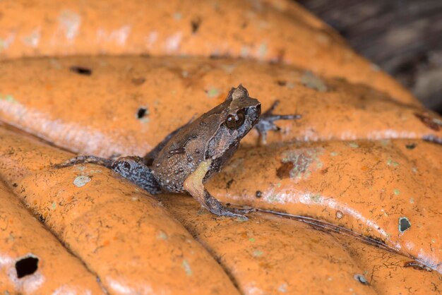 Photo high angle view of a lizard