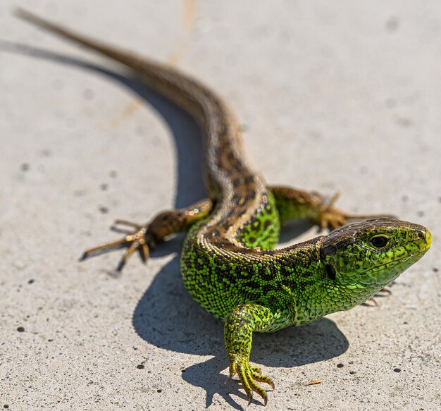 Photo high angle view of lizard