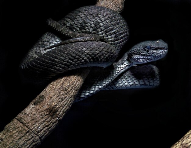 High angle view of a lizard