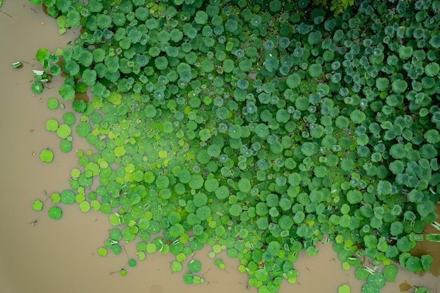 High angle view of lotus leaf in a pond