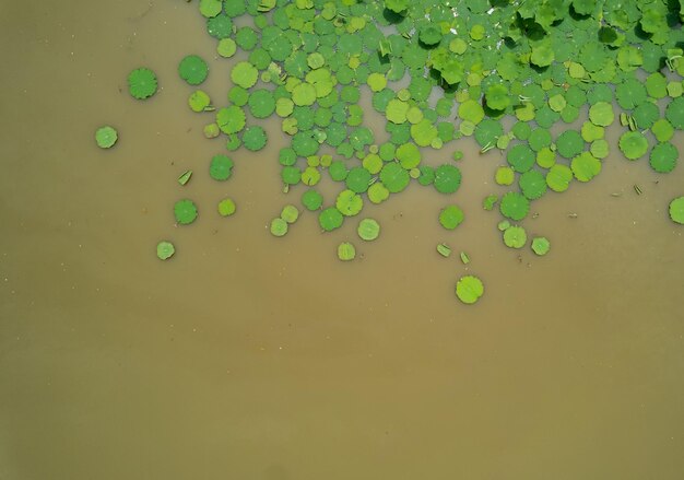 High angle view of lotus leaf in a pond