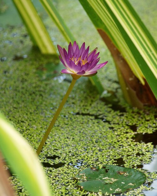 High angle view of lotus water lily blooming outdoors