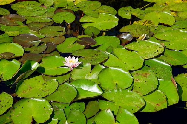 Foto vista ad alta angolazione della giglia d'acqua del loto nel lago