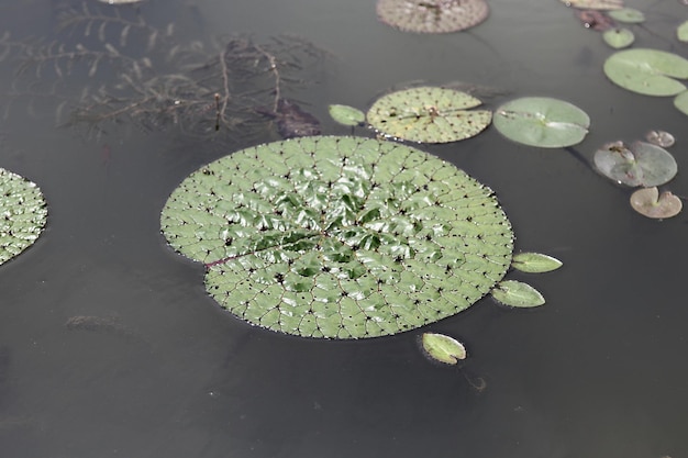 Photo high angle view of lotus water lily in lake