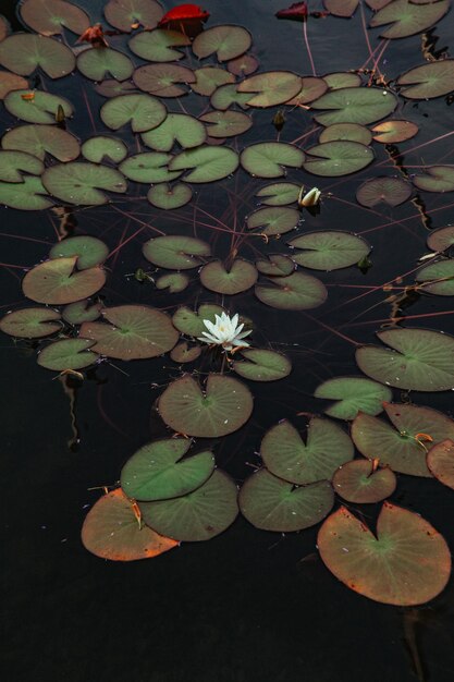 Foto vista ad alta angolazione della giglia d'acqua del loto nel lago