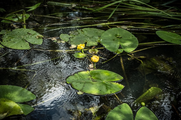 High angle view of lotus water lily in pond