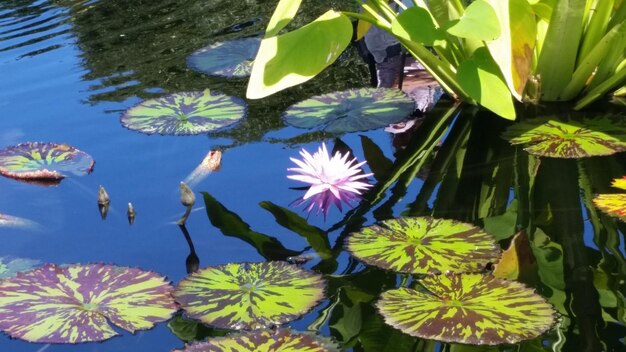 Foto vista ad alta angolazione della giglia d'acqua del loto nello stagno