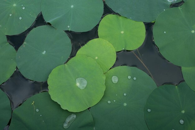 Photo high angle view of lotus water lily in pond